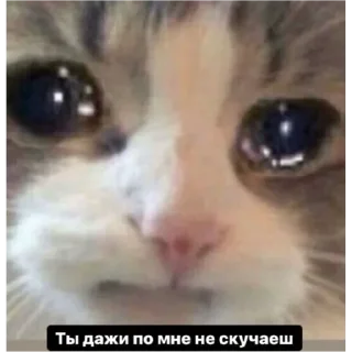 💟 emoji котэ Telegram sticker 18 of 24