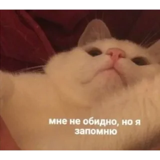 💟 emoji котэ Telegram sticker 9 of 24