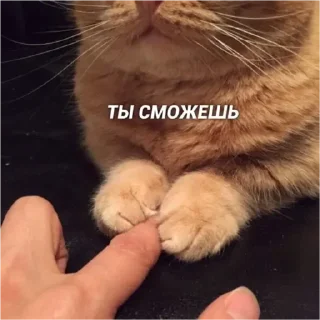 💟 emoji котэ Telegram sticker 24 of 24