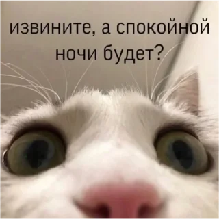 💟 emoji котэ Telegram sticker 8 of 24