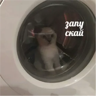 💟 emoji котэ Telegram sticker 21 of 24
