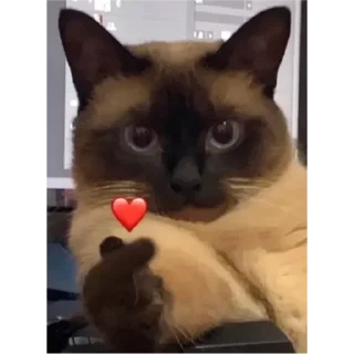 💟 emoji котэ Telegram sticker 22 of 24