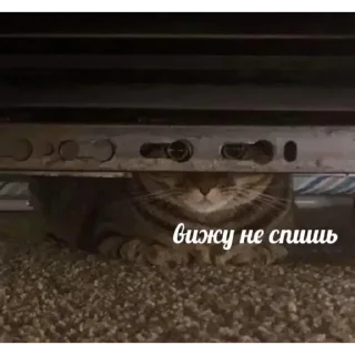 Sticker from котэ