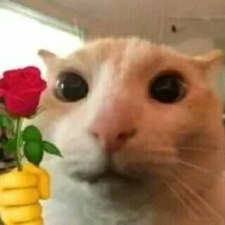 Sticker from Бешеные коти