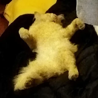 😵 emoji Абобковые_котобусы Telegram sticker 4 of 40