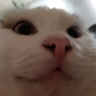😯 emoji Абобковые_котобусы Telegram sticker 10 of 40