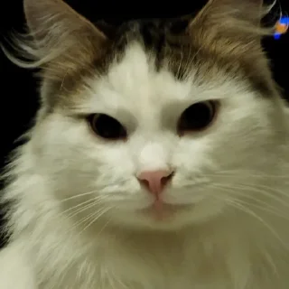 😌 emoji Абобковые_котобусы Telegram sticker 8 of 40