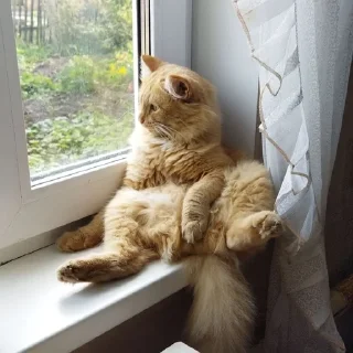 🥱 emoji Абобковые_котобусы Telegram sticker 12 of 40