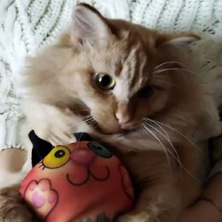😇 emoji Абобковые_котобусы Telegram sticker 5 of 40