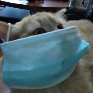 😷 emoji Абобковые_котобусы Telegram sticker 23 of 40