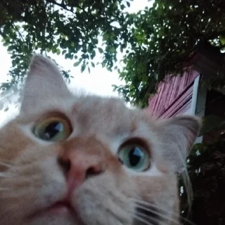 😳 emoji Абобковые_котобусы Telegram sticker 13 of 40