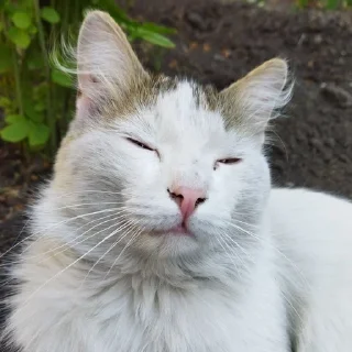 😌 emoji Абобковые_котобусы Telegram sticker 6 of 40