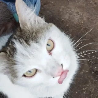 😋 emoji Абобковые_котобусы Telegram sticker 7 of 40