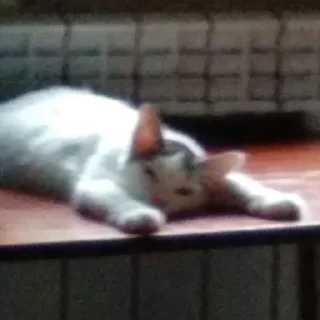 😴 emoji Абобковые_котобусы Telegram sticker 20 of 40