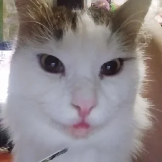 😛 emoji Абобковые_котобусы Telegram sticker 16 of 40