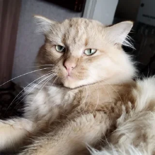 😐 emoji Абобковые_котобусы Telegram sticker 1 of 40