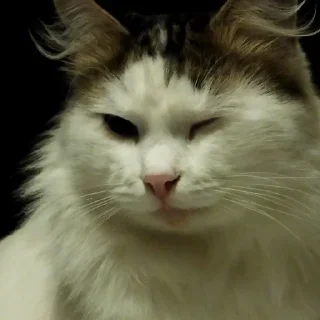 😉 emoji Абобковые_котобусы Telegram sticker 9 of 40