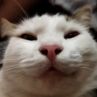 😏 emoji Абобковые_котобусы Telegram sticker 17 of 40