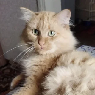 🙂 emoji Абобковые_котобусы Telegram sticker 2 of 40