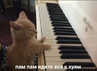 Sticker from cats!!!