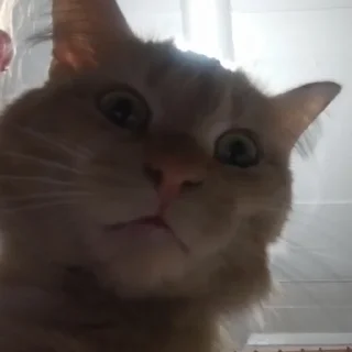 🤨 emoji Абобковые_котобусы Telegram sticker 11 of 40