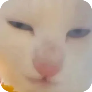 🤲 emoji Бибус Telegram sticker 11 of 54