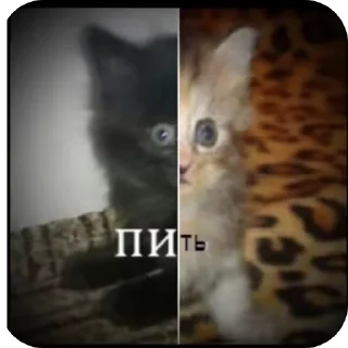 🐱 emoji Бибус Telegram sticker 22 of 54