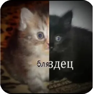 🐱 emoji Бибус Telegram sticker 21 of 54