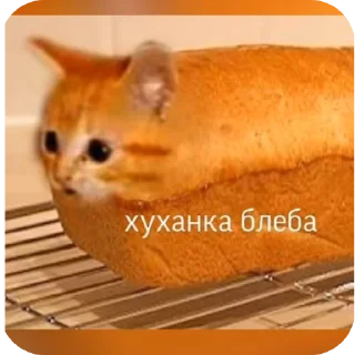 🐱 emoji Бибус Telegram sticker 15 of 54