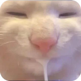 ✋ emoji Бибус Telegram sticker 10 of 54