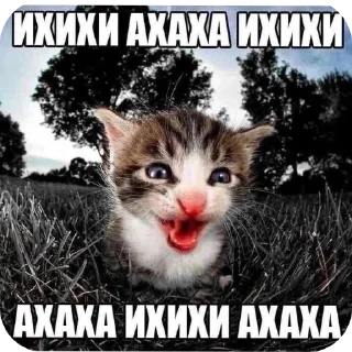 🐱 emoji Бибус Telegram sticker 5 of 54