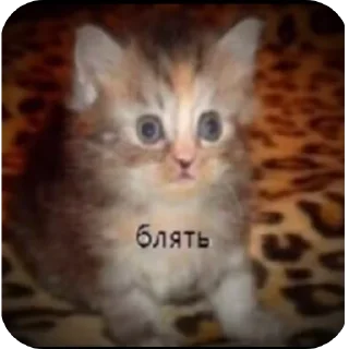 🐱 emoji Бибус Telegram sticker 18 of 54