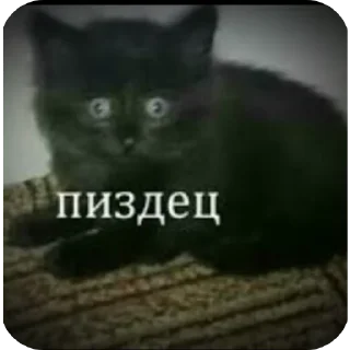 👍 emoji Бибус Telegram sticker 19 of 54