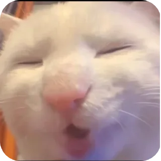 🤲 emoji Бибус Telegram sticker 8 of 54