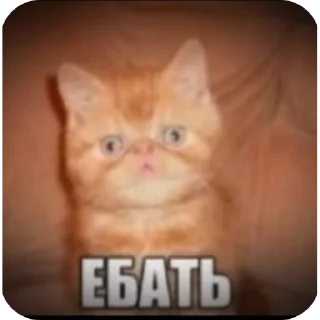 🐱 emoji Бибус Telegram sticker 17 of 54