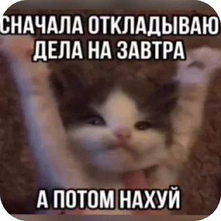 👍 emoji Бибус Telegram sticker 23 of 54