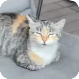 👍 emoji Бибус Telegram sticker 6 of 54