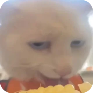 🤲 emoji Бибус Telegram sticker 9 of 54