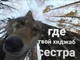 🌟 emoji вау да ты у нас тут даун Telegram sticker 21 of 120