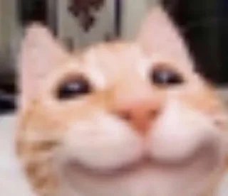 Sticker from ты похож на кота