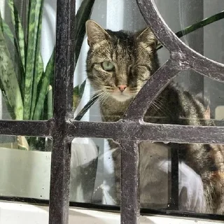 Sticker from коти