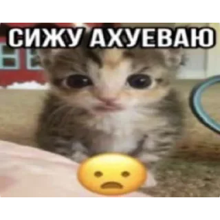 Sticker from коти