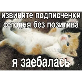 Sticker from коти
