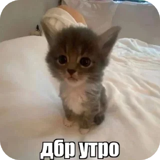 Sticker from коти
