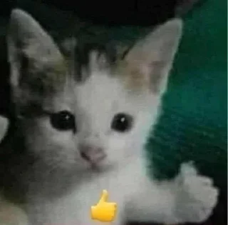 👍 emoji коти Telegram sticker 4 of 51