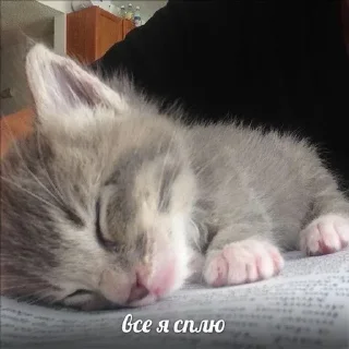 🫡 emoji коти Telegram sticker 23 of 51