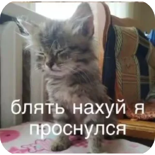 Sticker from коти