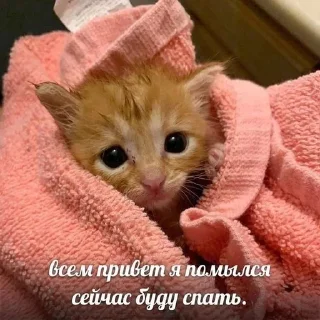 🫡 emoji коти Telegram sticker 22 of 51