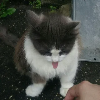 👅 emoji коти Telegram sticker 17 of 51