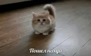 😊 emoji коти Telegram sticker 11 of 51